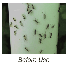 Before Use of Nectar Fortress�, ants on a pole 