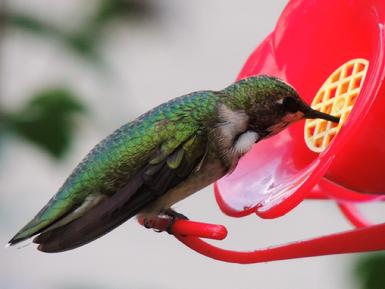Hummingbird, Nectar Defender�